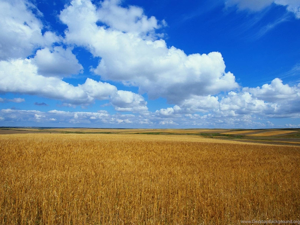 Golden Field 2 Wallpapers