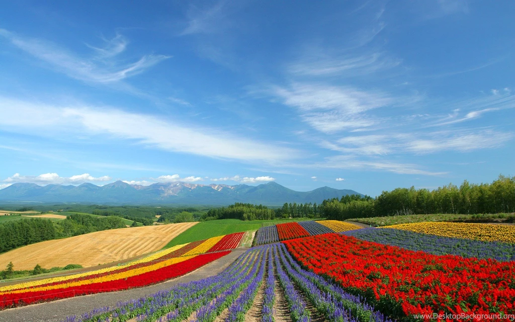 Japan Hokkaido Country Field : Open Field Under Sky 1920x1200 NO ...