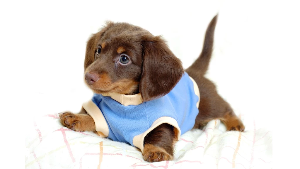 Cute Animal Pics