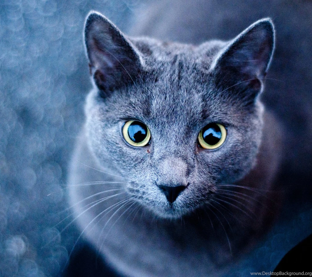 Pet HD Desktop Wallpaper Cute Animal With Big Eyes