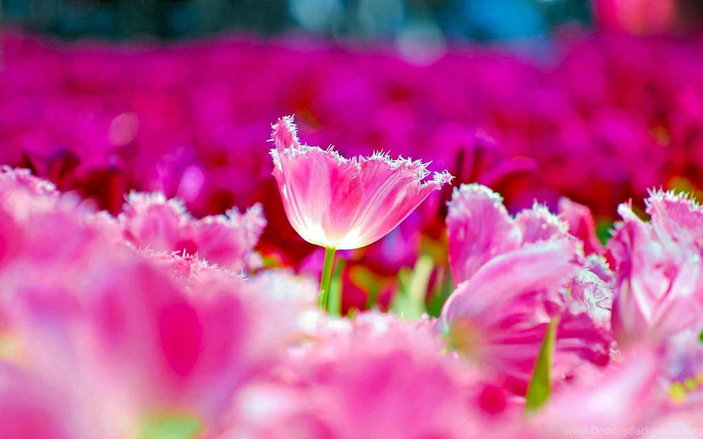 30+ Amazing Pastel Backgrounds
