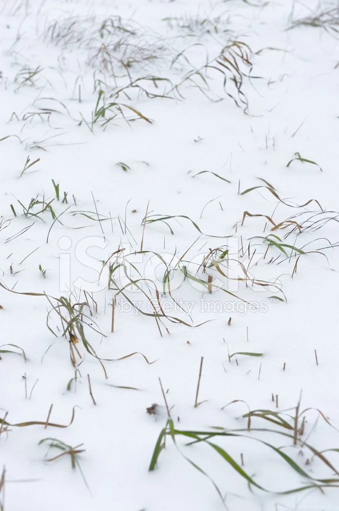 Wintery Backgrounds Stock Photos FreeImages.com