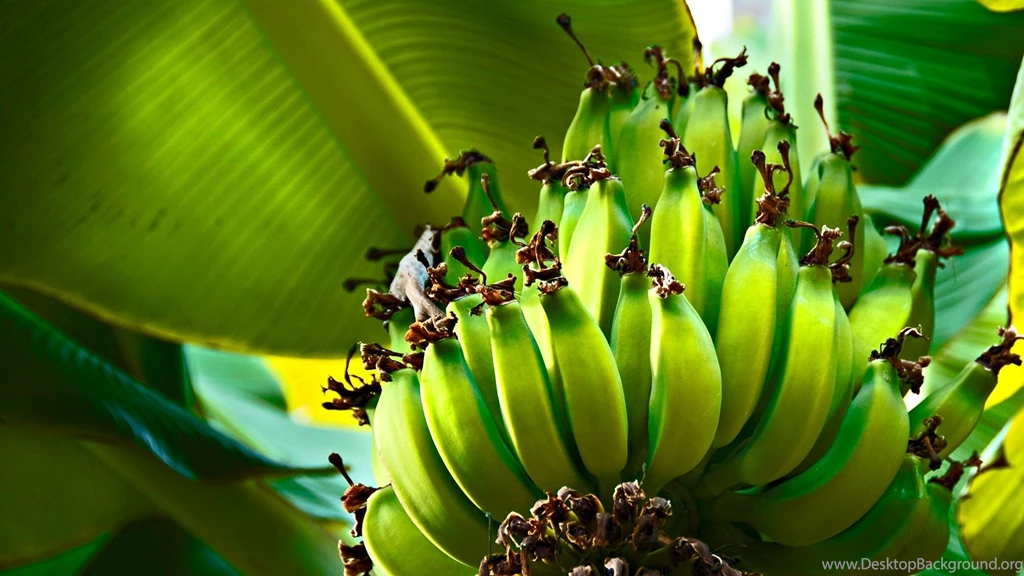 Download Wallpapers 1920x1080 Bananas, Green, Fruits, Fruit, Tree ...