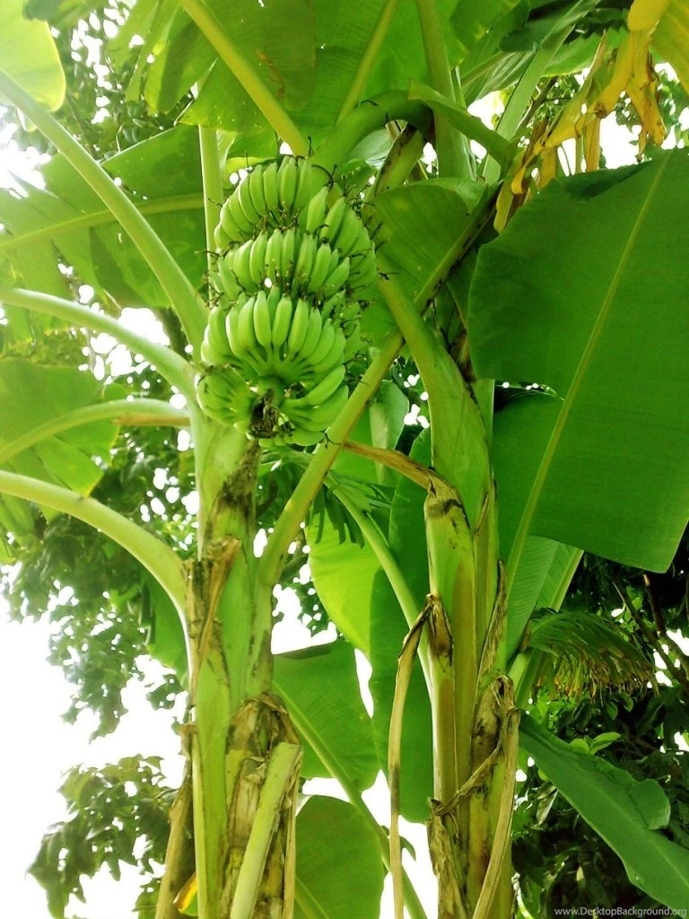 Banana Trees Beautiful HD Wallpapers And Images