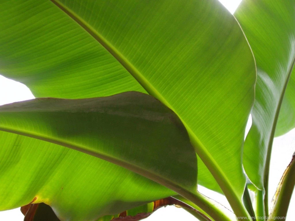 Wallpapers Marijuana Banana Tree Leafs 120012.8 1024x768
