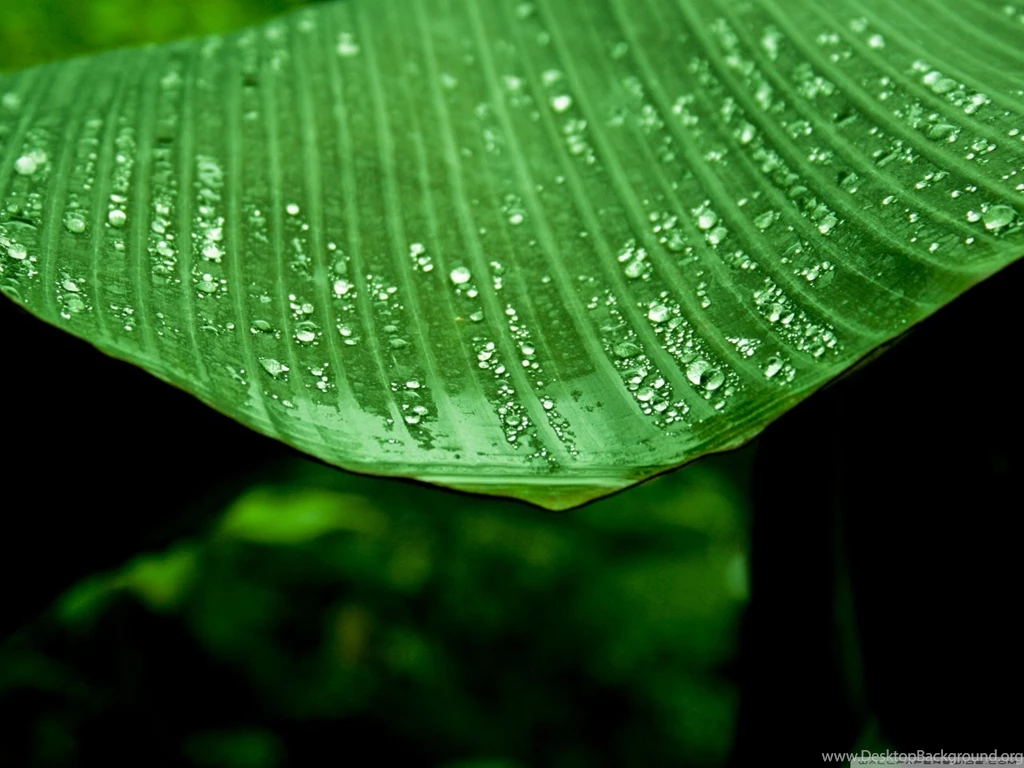 Wet Banana Tree Leaf HD Desktop Wallpapers : Widescreen : High ...