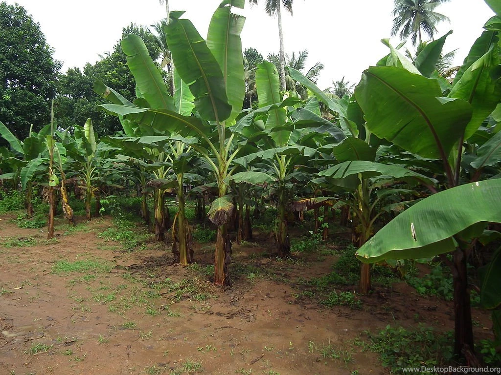 File:Banana Tree From Kerala 5002.JPG Wikimedia Commons