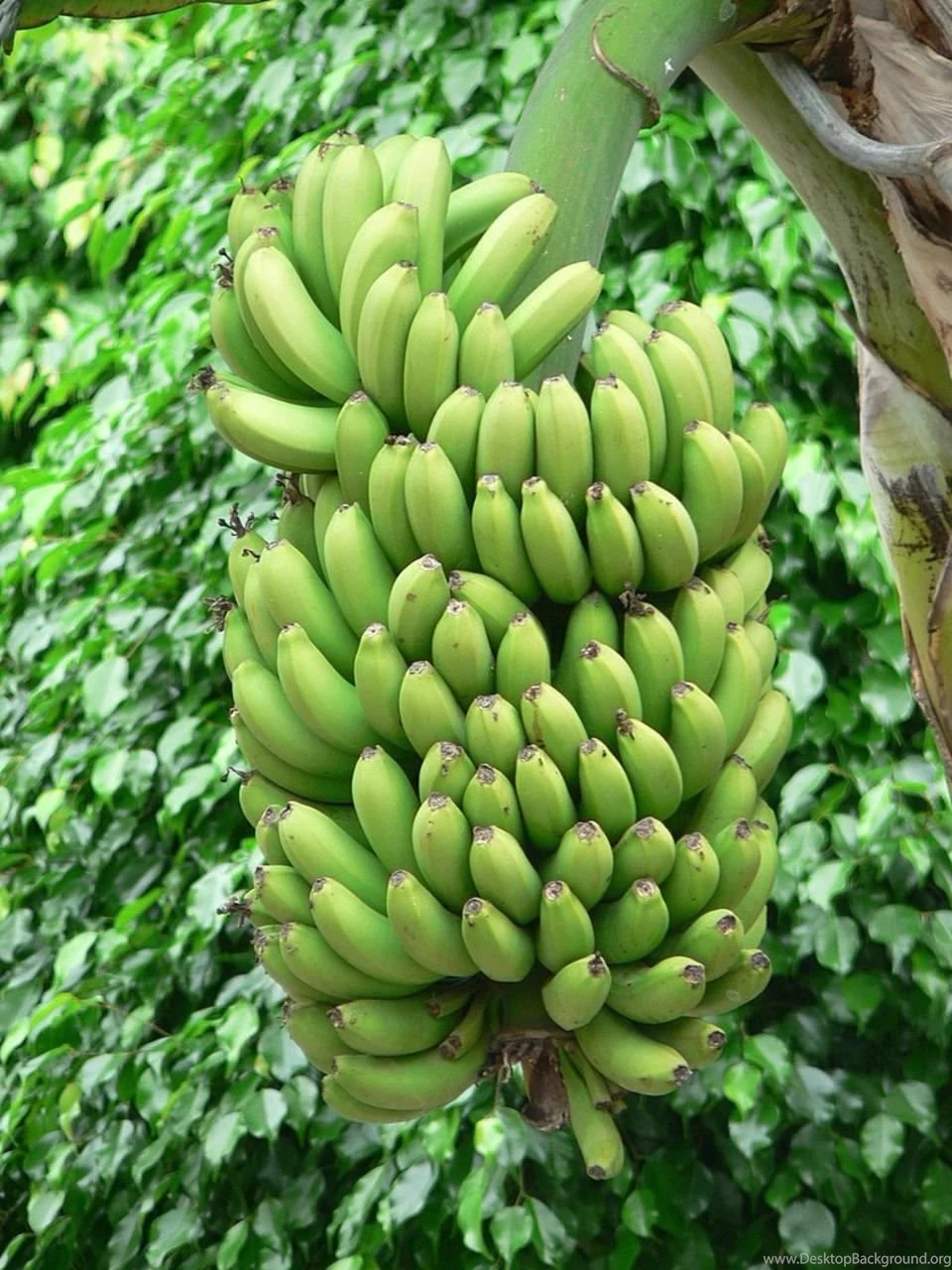 File:Green Bananas Tree.jpg   Wikimedia Commons