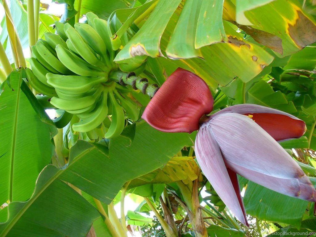 Banana Trees Beautiful HD Wallpapers And Images