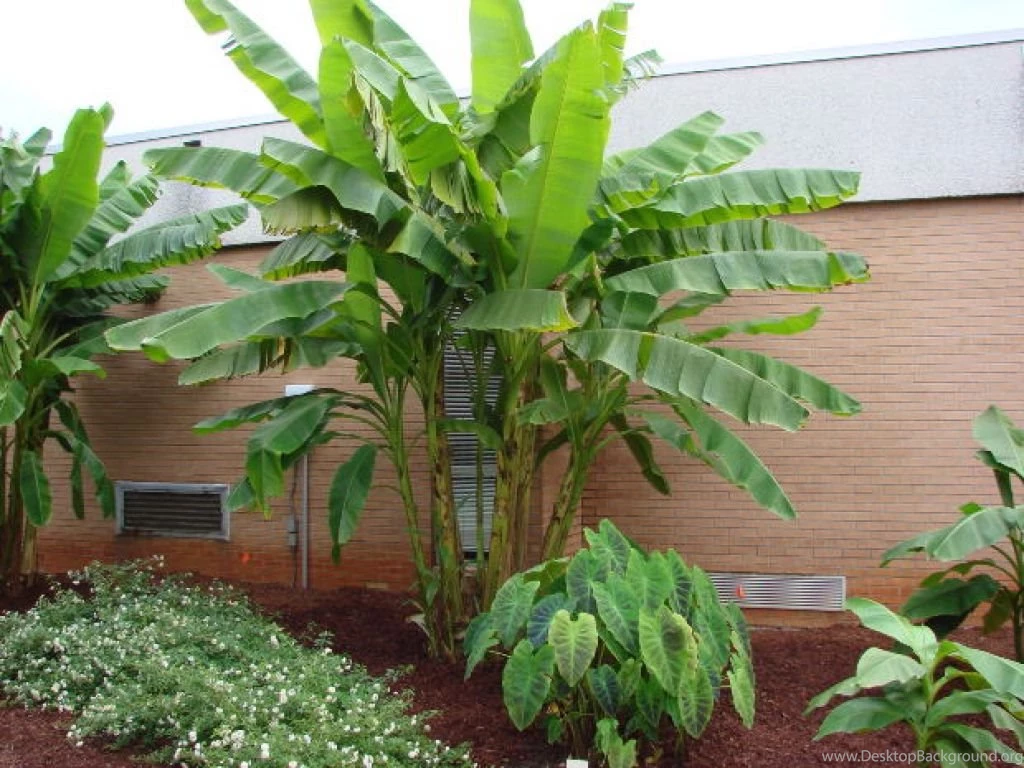 Banana tree6.jpg