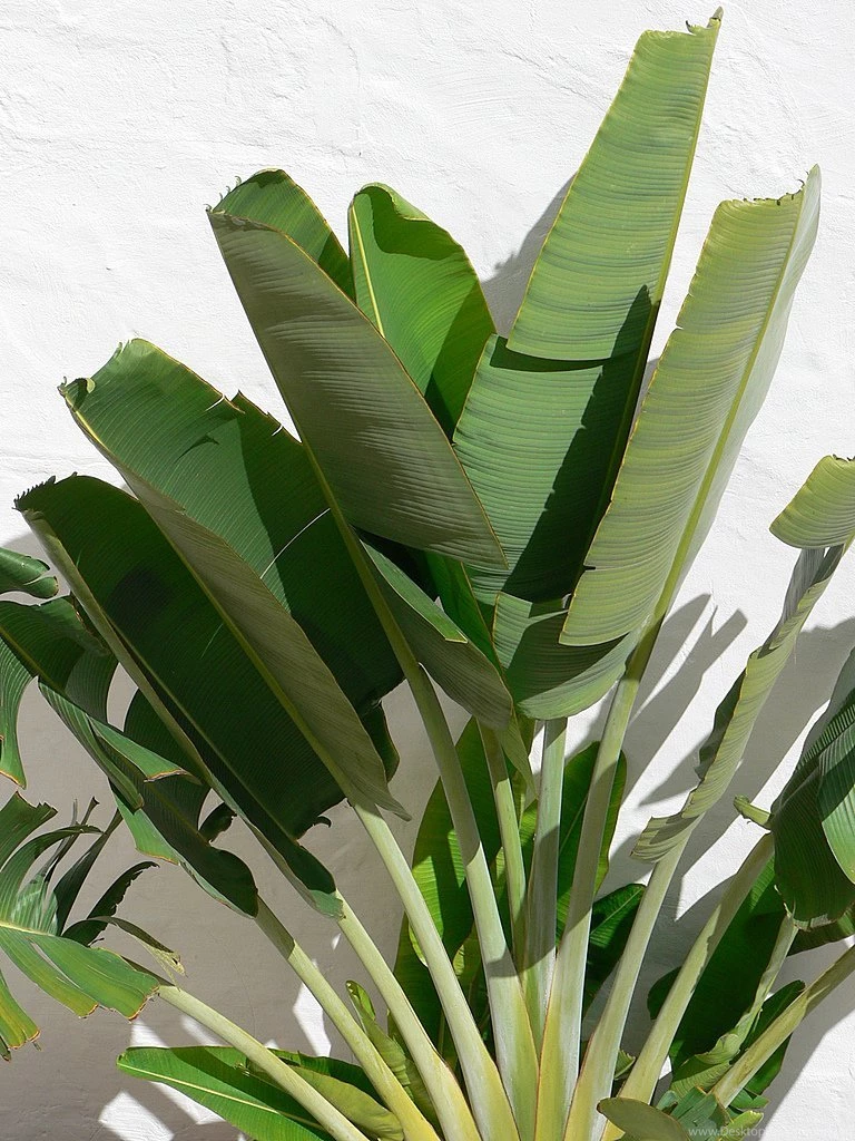 Public Domain Image Free Picture Of Banana Green Plant On White Wall