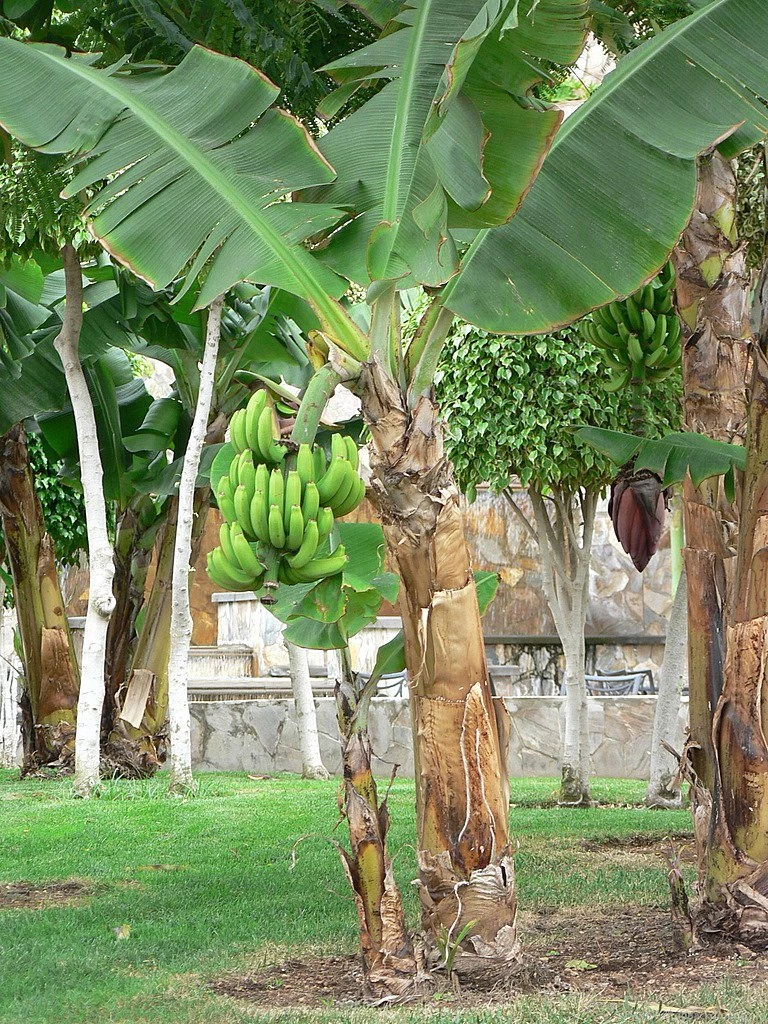 Public Domain Image Free Picture Of Banana Tree With Green Bananas
