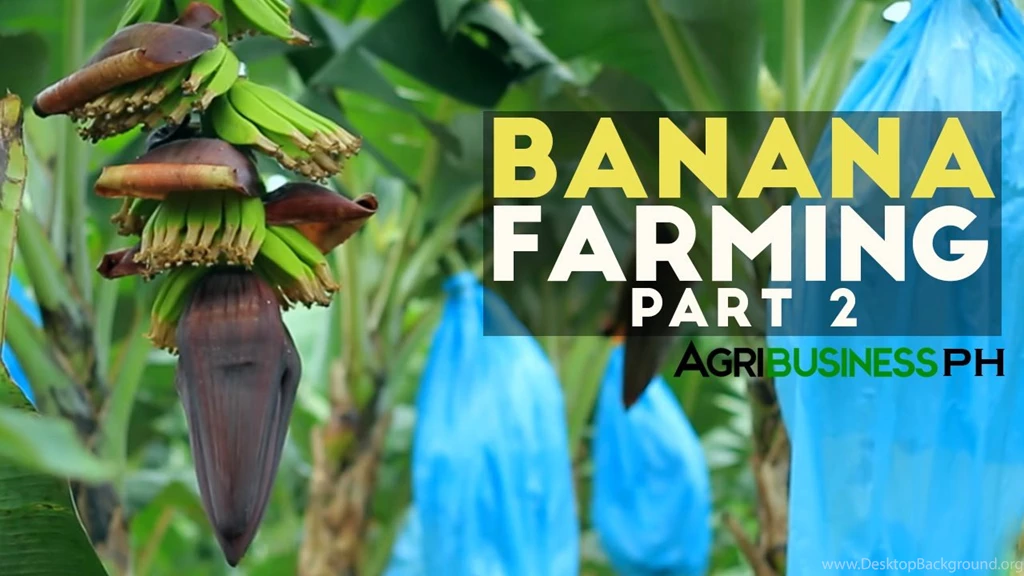 How To Grow Banana Tree Part 2 : Banana Farm Management ...