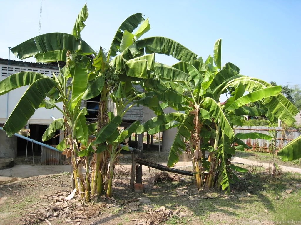 Pictures Of Banana Tree Images