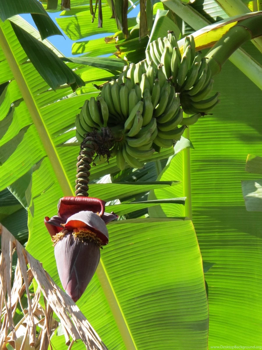 A Guide To The Fruit In Brazil