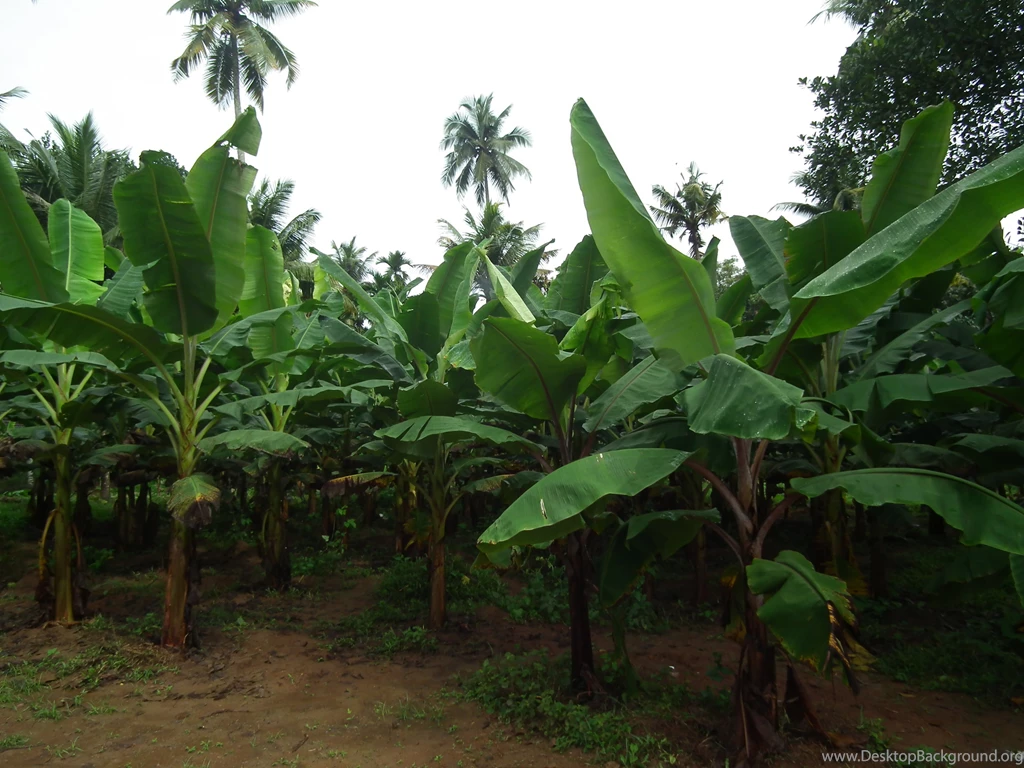 File:Banana Tree From Kerala 5001.JPG Wikimedia Commons