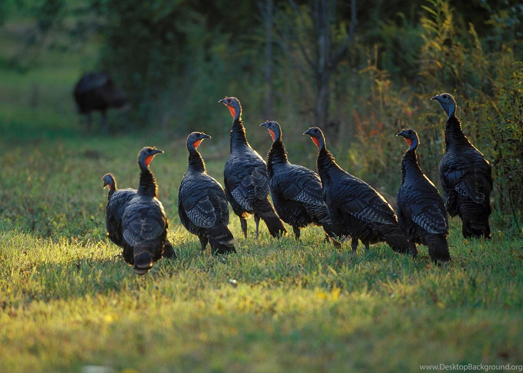 Free Turkey Wallpapers Wallpapers Cave