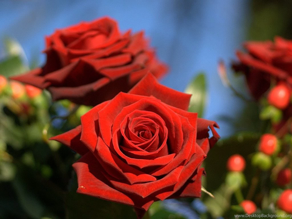 Wallpapers Full Screen Free Spi Red Roses Seen On Www Dil Ki ...