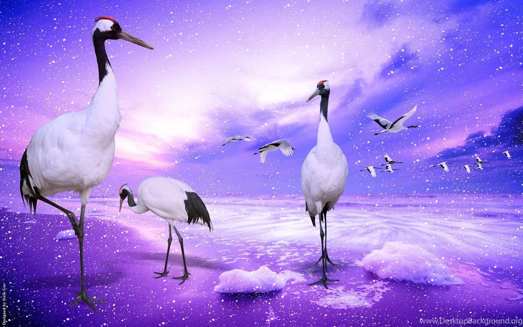 Nice Wallpapers For Desktop Wallpapers Cave