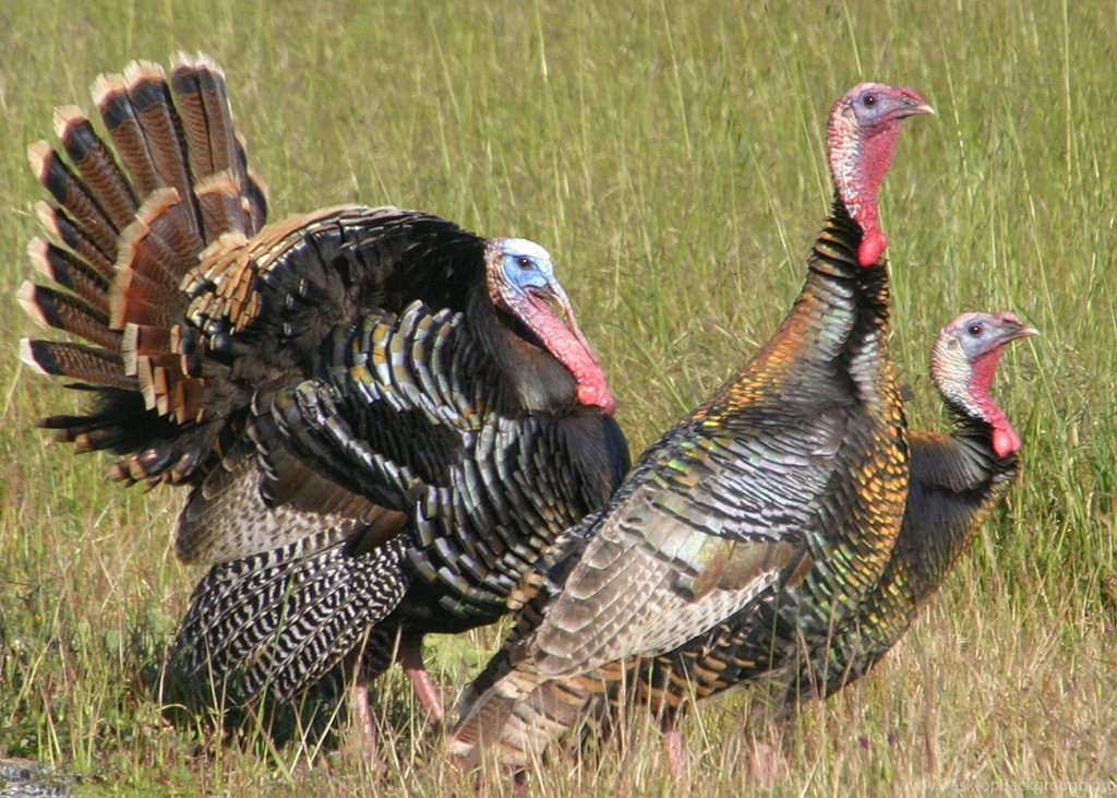 Wild Turkey Hunting