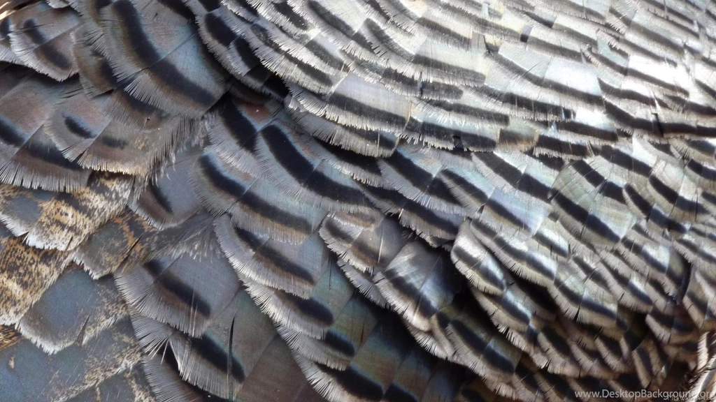 MLeWallpapers.com Wild Turkey Feathers II