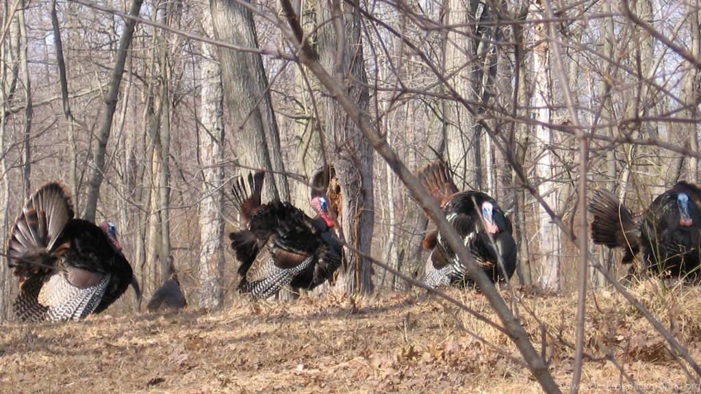 Wild Turkeys Are Tough Old Birds. Here's Why You Should Hunt And ...