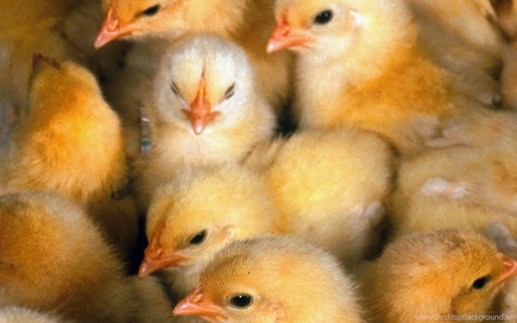 Yellow Chicks   Desktop Wallpapers
