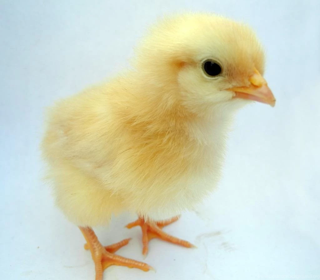 Cute Baby Chicks Wallpapers Android Apps On Google Play
