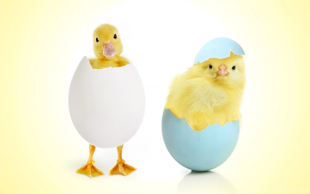 Egg Hatching Chicks Funny HD Wallpapers   Wallpapers109 A Huge ...