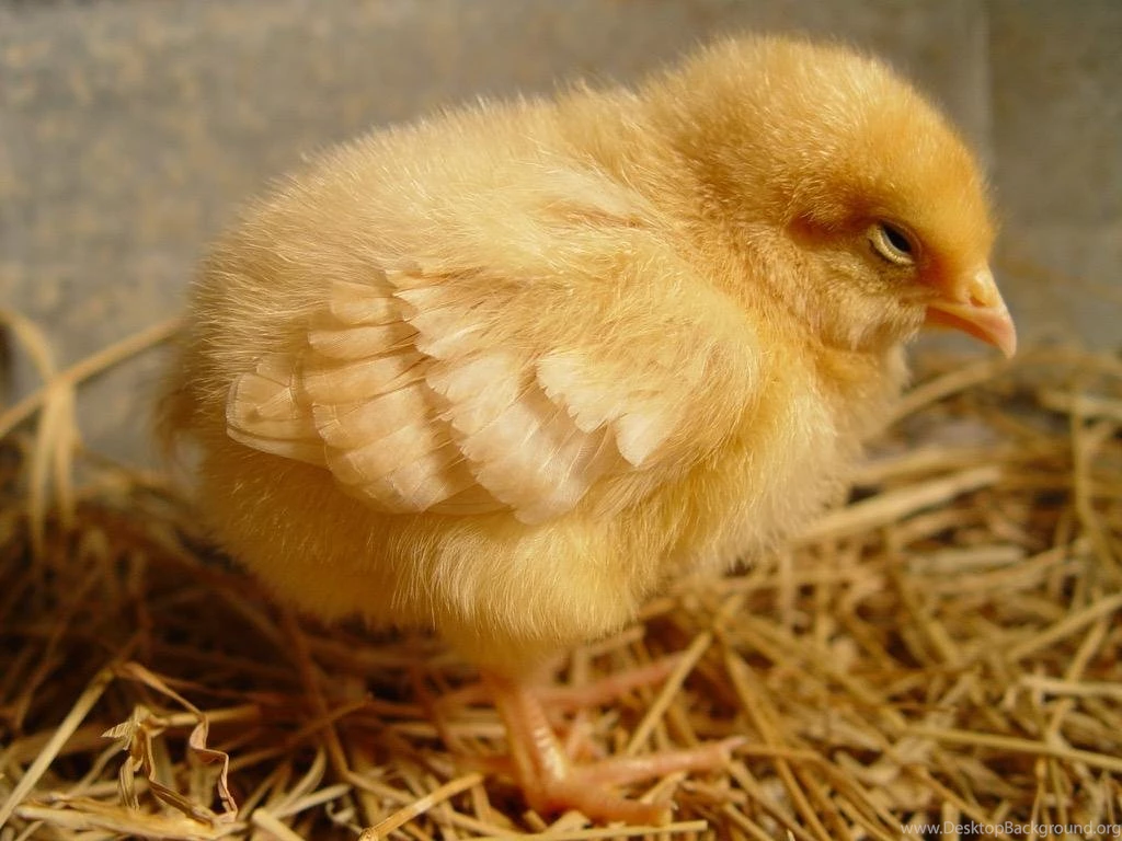 Cute Baby Chicks Wallpapers Android Apps On Google Play