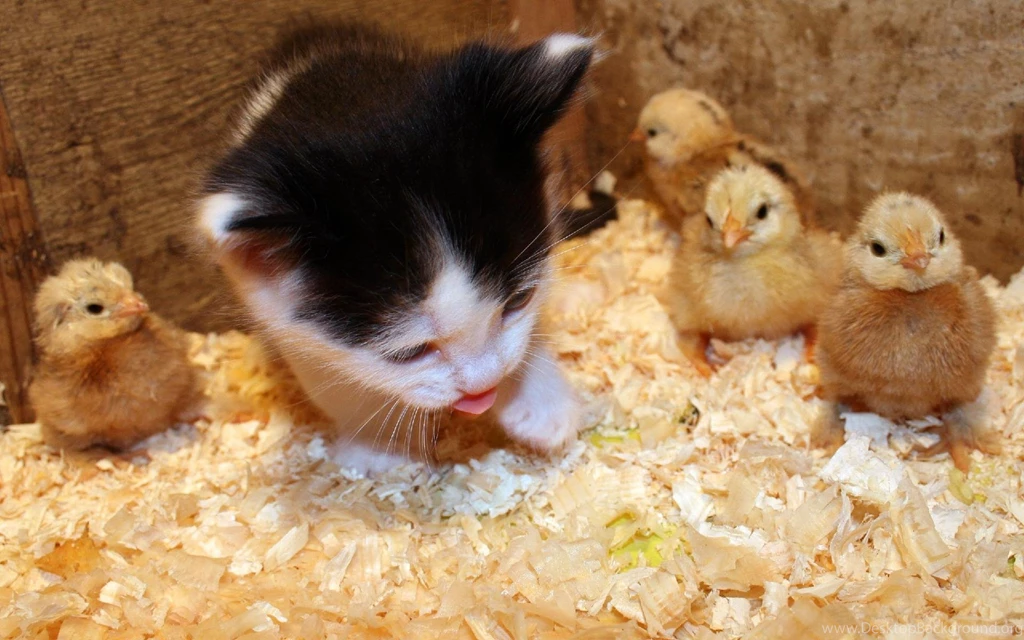 Cats Animals Chickens Kittens Chicks (chickens) Baby Birds ...