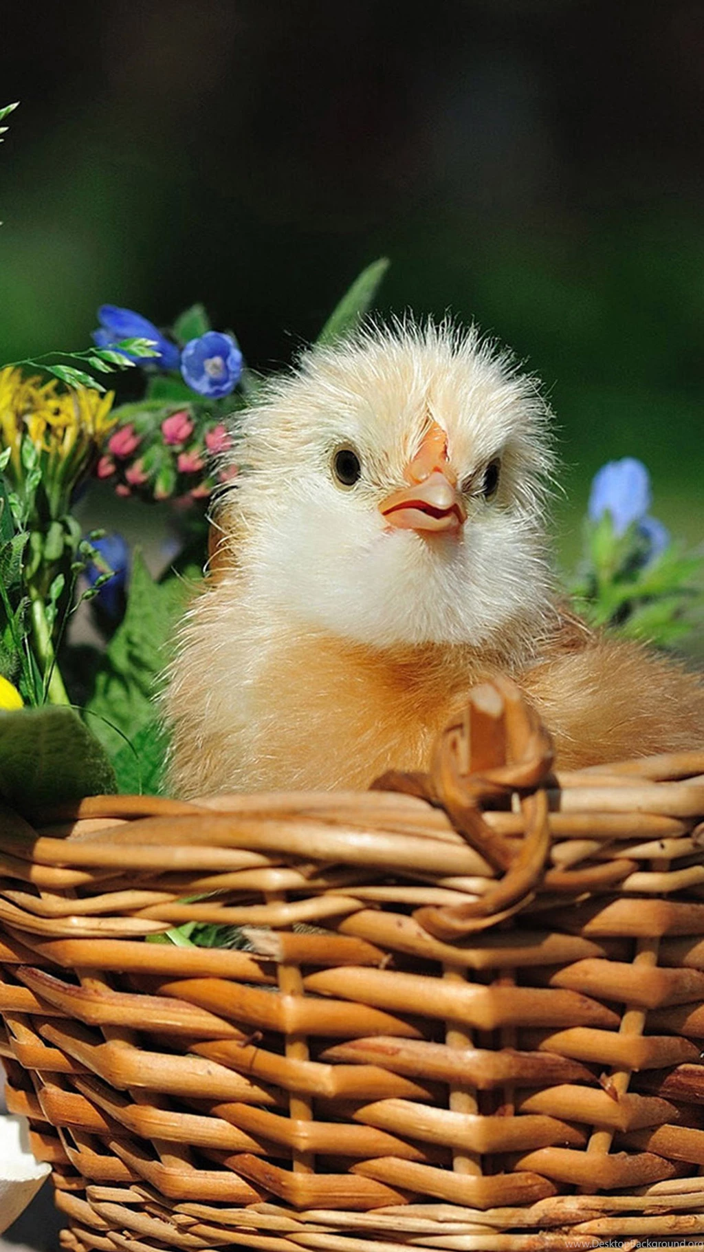 Beautiful Chicks 01 Galaxy Note 4 Wallpapers