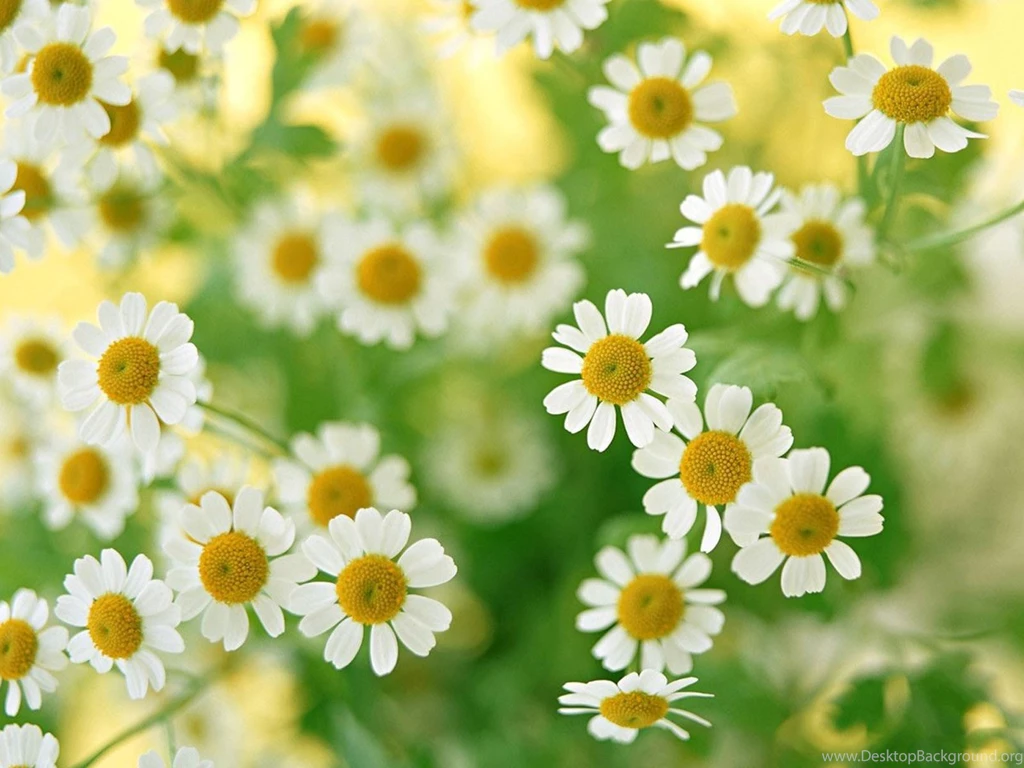 Desktop Wallpapers · Gallery · Nature · Daisy Field