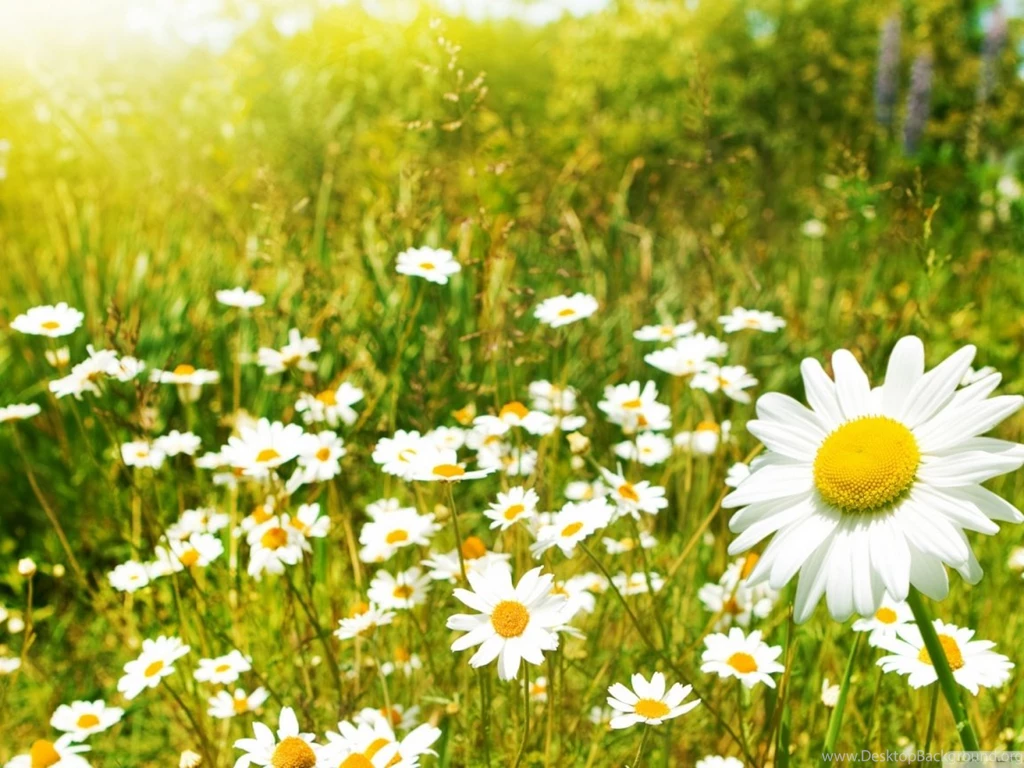 1152x864 Daisy Summer Field Desktop PC And Mac Wallpapers