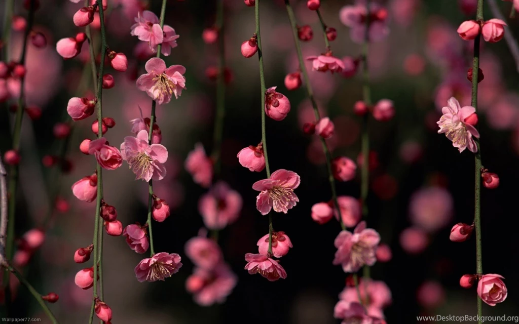 Floral Computer Wallpapers HD Wallpapers Desktop Wallpapers ...