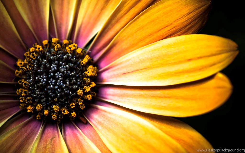 Golden Daisy Flower Wallpapers AtozWallpapers