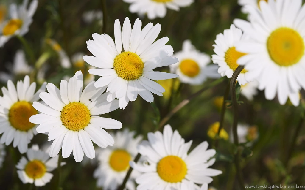 Daisy Desktop Backgrounds Wallpapers Attachment 16543 Amazing ...