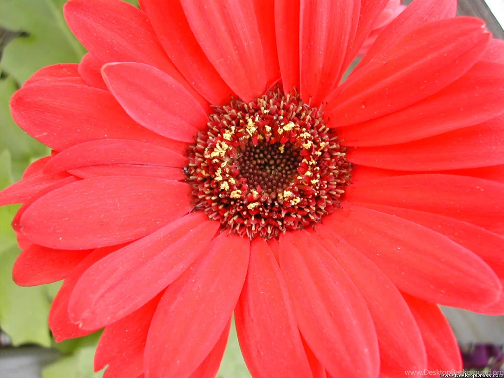 Desktop Wallpapers » Flowers Backgrounds » Red Daisy » Www ...