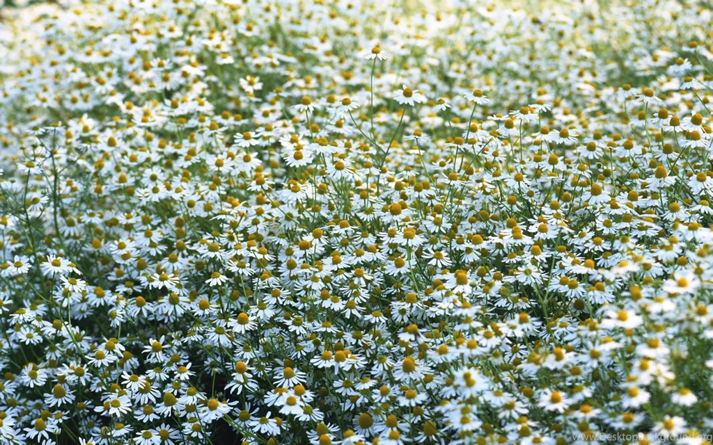 Chrysanthemum Daisy Widescreen Wallpapers 1440x900 NO.15 Desktop ...