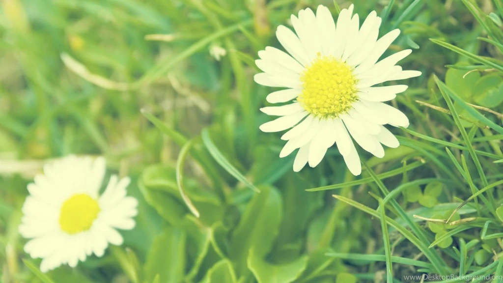 1366x768 White Daisy Desktop PC And Mac Wallpapers