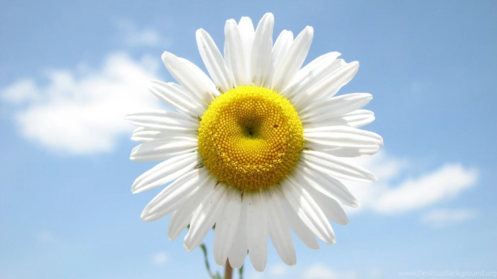 Daisy Flower 1920x1080.jpg