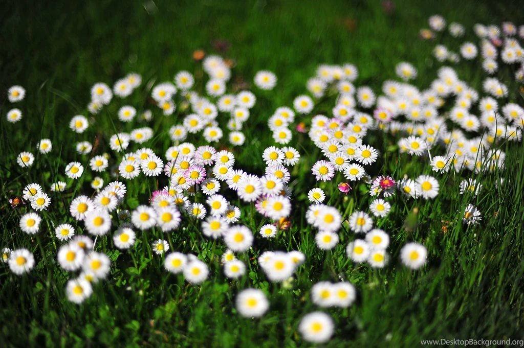 Free Animal HD Wallpaper Backgrounds (55)