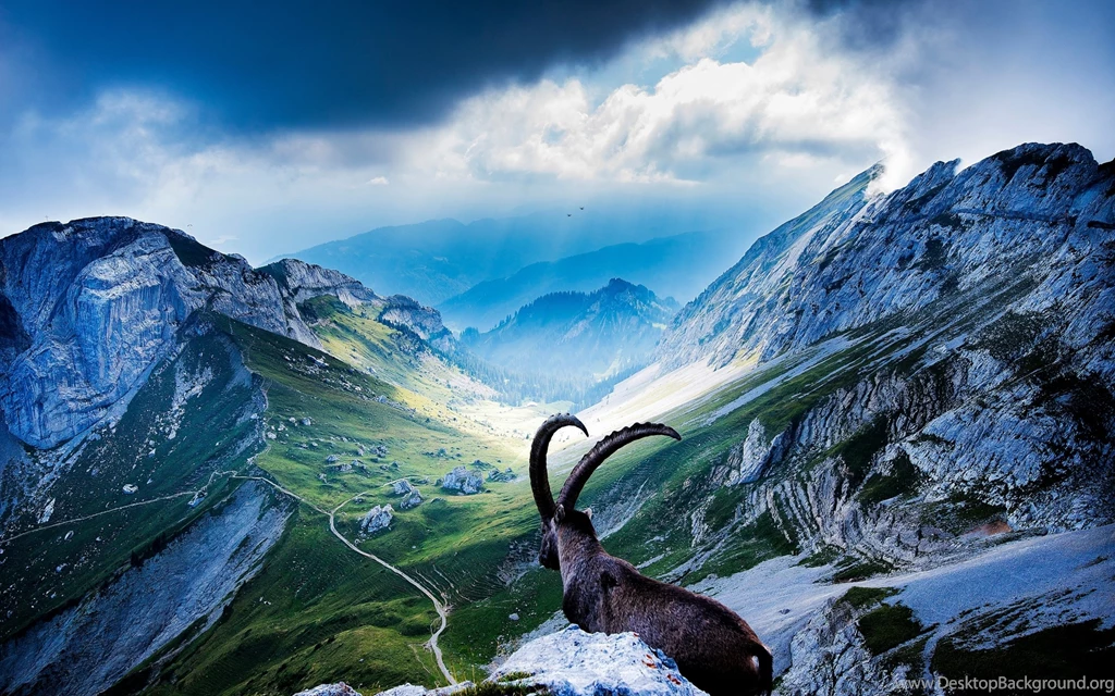 Goat At Mount Pilatus Mac Wallpapers Download