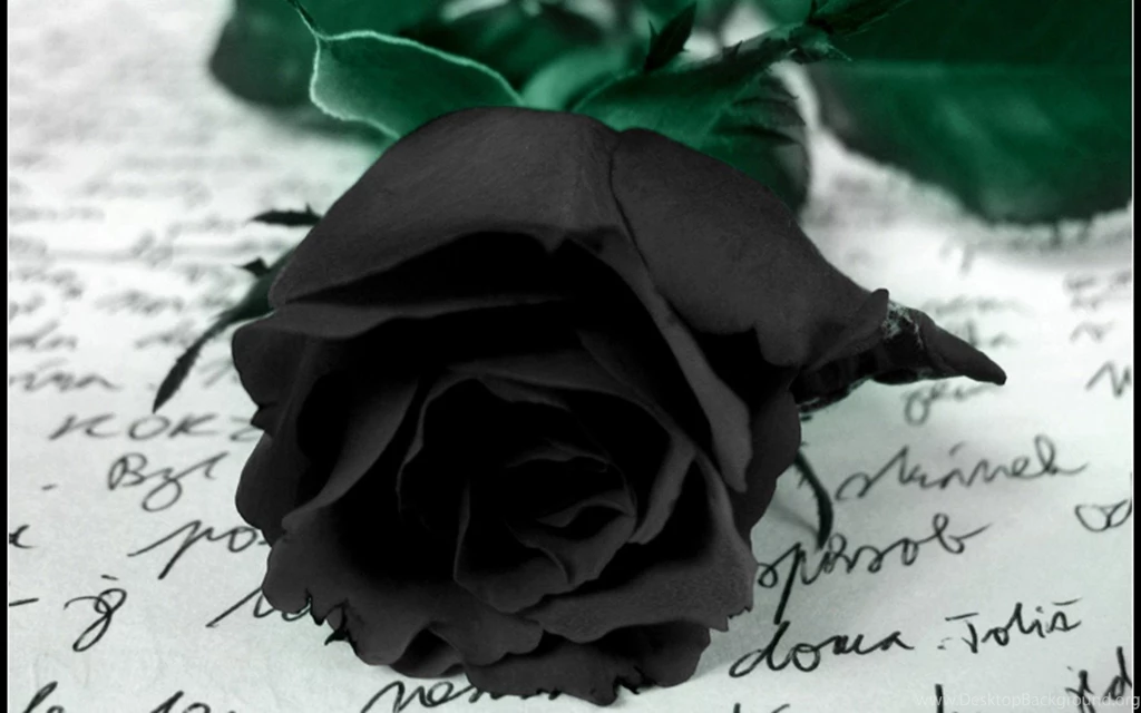 Flowers Black Rose Hd Wallpapers