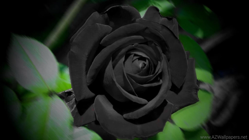 Black Rose Wallpapers, Green Backgrounds, Pictures And Images