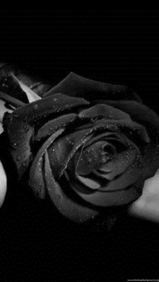 SuperHD.pics: Black Rose Hand Flower Desktop Bakcgrounds