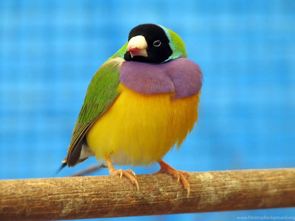 Finch Wallpapers Animals Town