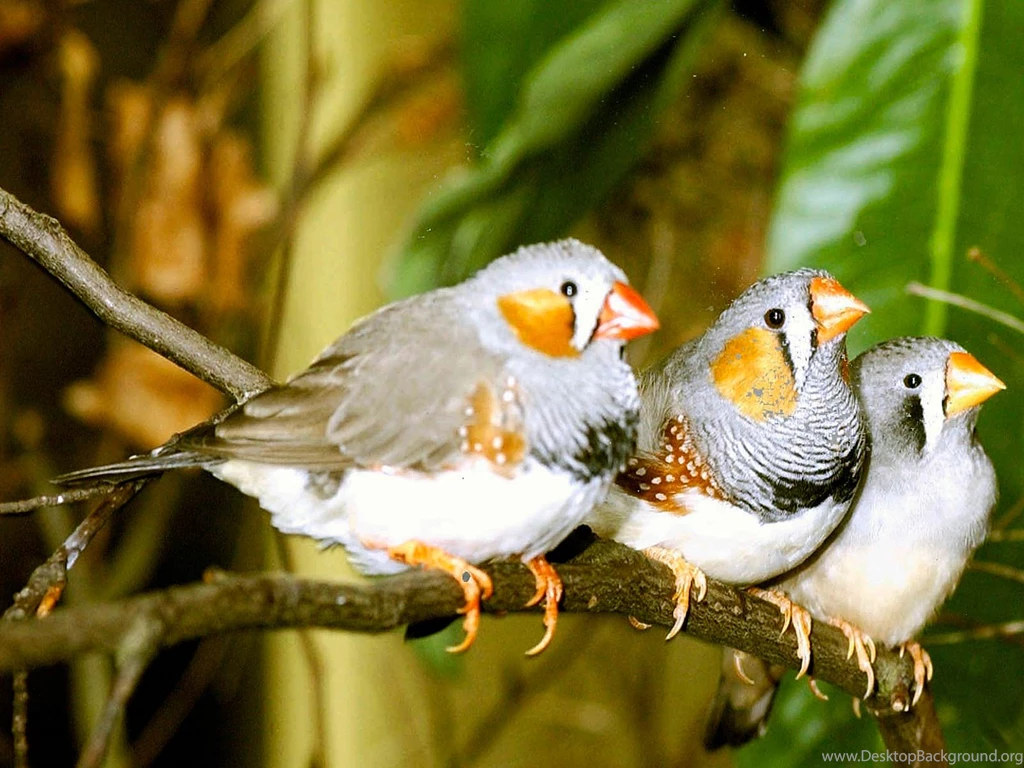 Zebra Finch Wallpapers   Animals Town