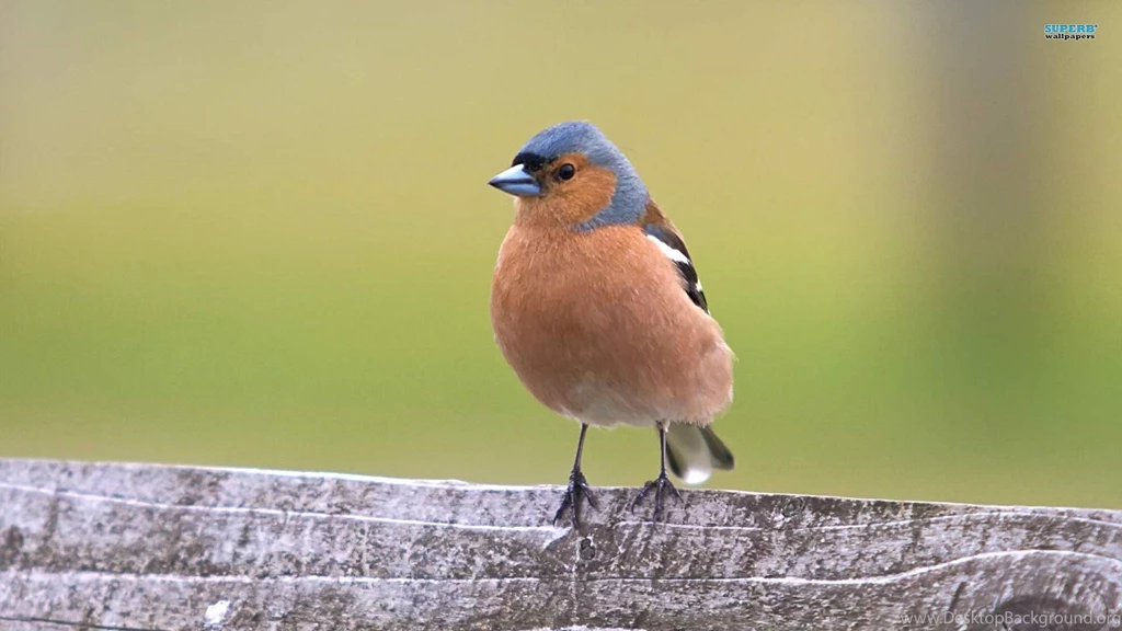 1920x1080px Finch