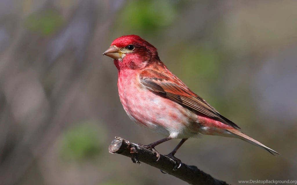 Purple Finch Computer Wallpapers, Desktop Backgrounds